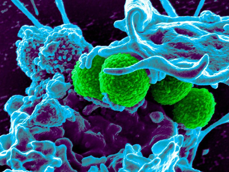 Tạo ra virus lai chống siêu vi khuẩn kháng kháng sinh