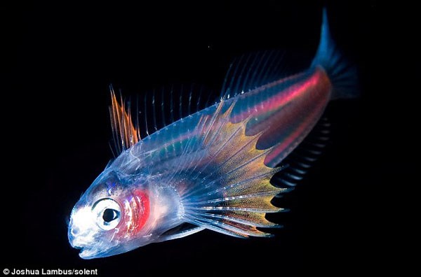 sinh vật nhìn xuyên thấu