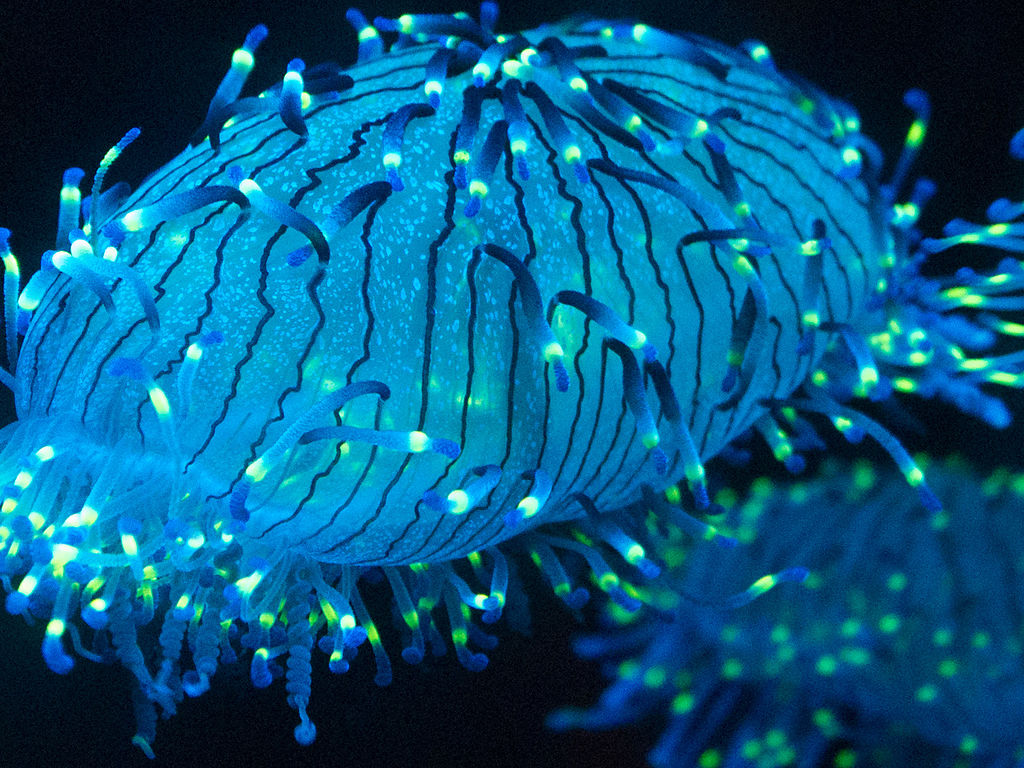 Ba phần tư các loài động vật sống dưới biển sâu phát quang sinh học