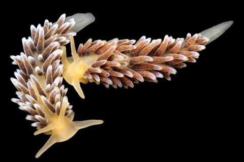 Precuthona còn gọi là ốc sên biển, chúng là loài sinh vật rất nhỏ, sống tại vùng biển sâu 30 m.