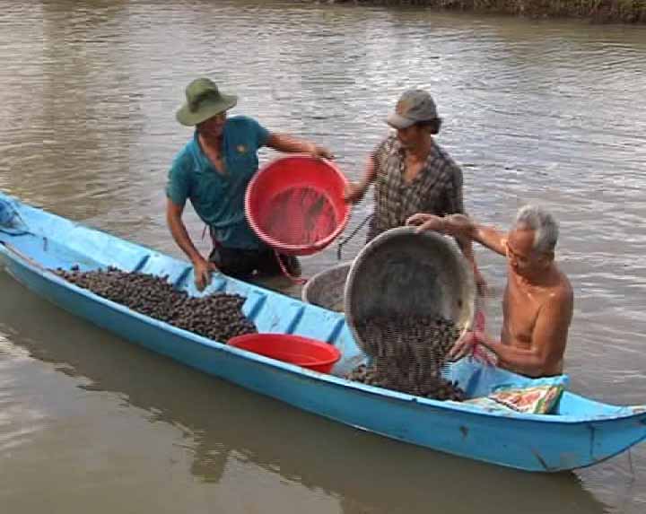 sò huyết tăng giá