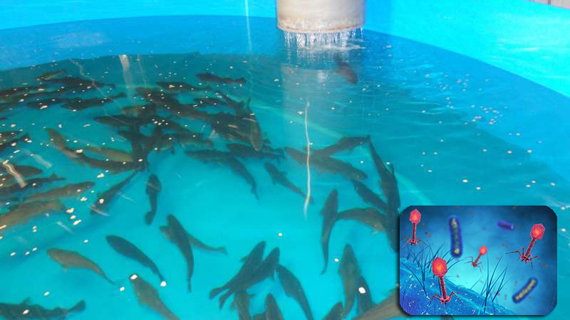 Phages - liệu pháp hiệu quả để thay thế kháng sinh