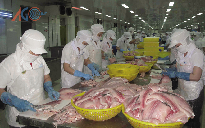 sữa phi lê cá tra