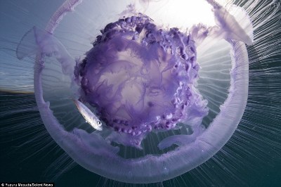 Sứa mặt trăng giống như UFO. Có một chú cá con đang bơi bên dưới. Ảnh: Yuzuru Masuda/Dailymail.