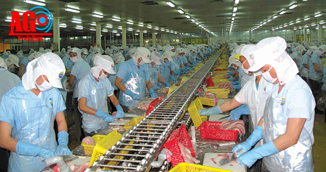 sữa phi lê cá tra