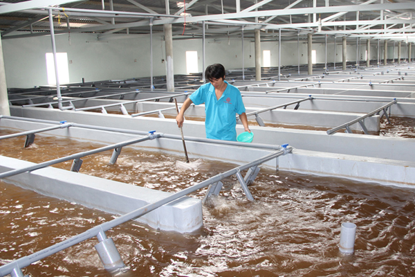 Tăng cường xã hội hóa sản xuất, cung ứng giống cá biển