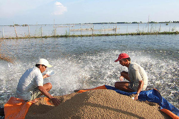 Ảnh hưởng của nuôi trồng thủy sản đến các loài thủy sản tự nhiên