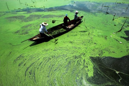 tảo độc