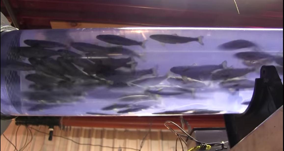 Huấn luyện cá hồi từ những giai đoạn đầu