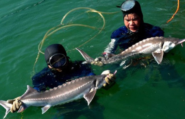 tẩy trắng cá tầm