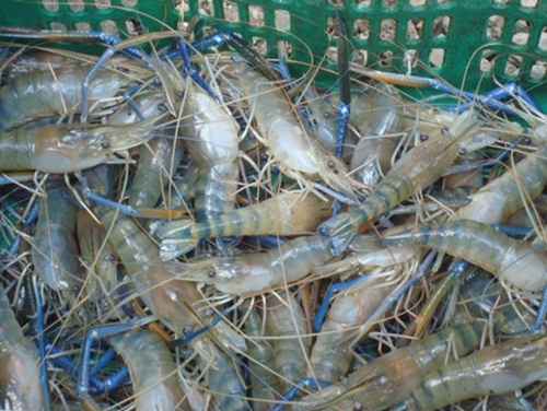 tôm càng xanh