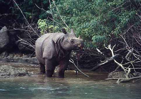 Tê giác một sừng