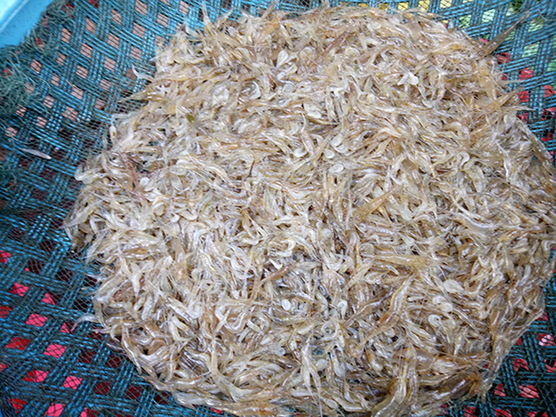 Chúng ta đang hao phi nguồn lợi từ con tôm tự nhiên