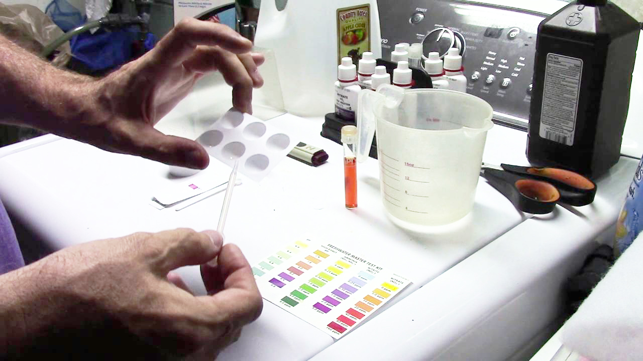 Phát hiện và phân biệt nhanh chóng CEV và KHV trên cá chép