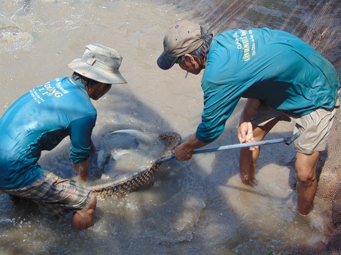 thu hoạch cá lóc