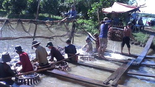 thu hoạch cá tra