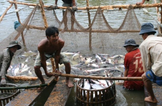 thu hoạch cá tra