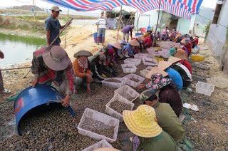 thu hoạch ốc hương