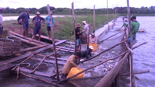 thu hoạch cá tra