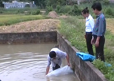 thả cá rô phi đơn tính