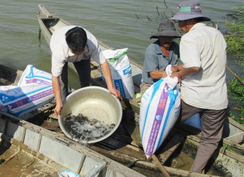 Ninh Thuận thả hơn 50.000 con cá giống xuống sông Dinh