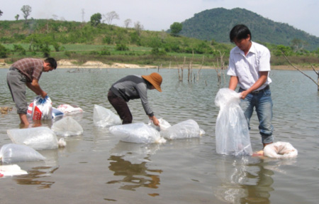 Cảnh thả cá giống tại hồ thủy điện Sông Ba Hạ (Phú Yên).