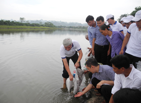 thả cá giống