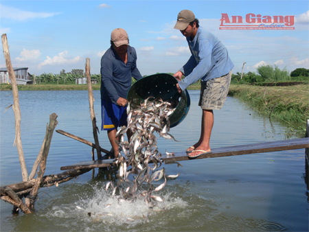 Người dân thả cá tái đầu tư.