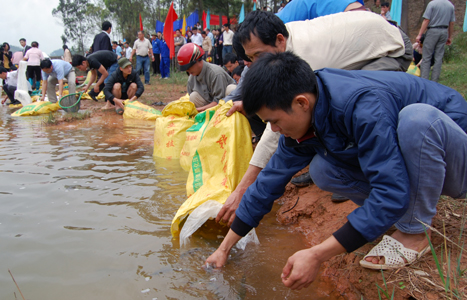 thả cá xuống hồ