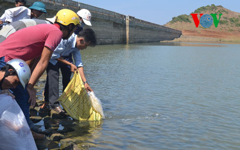 Thả cá xuống hồ