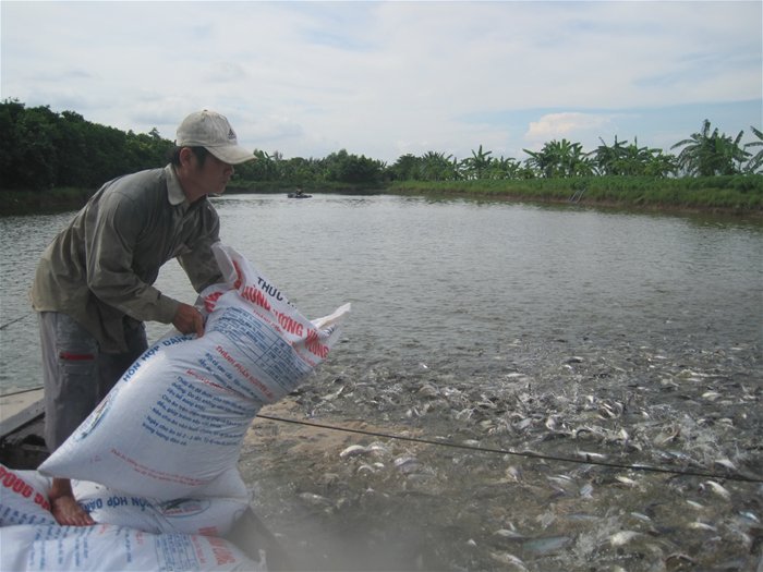 thả thức ăn cho cá