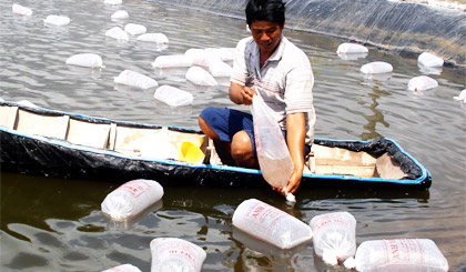 thả tôm giống