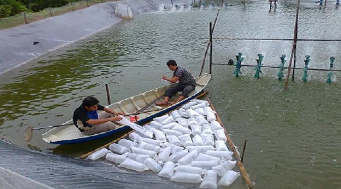 thả tôm giống