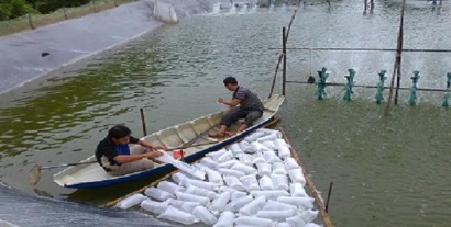 thả tôm giống