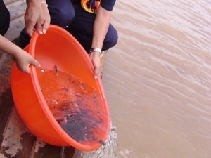 An Giang: Thả cá bản địa và cá quý hiếm về tự nhiên