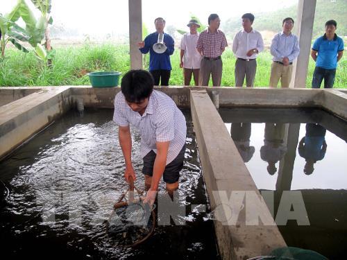 Thái Nguyên tư vấn kỹ thuật cho người nuôi cá nước ngọt
