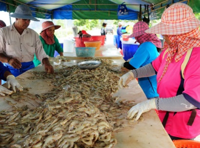 tôm thẻ chân trắng