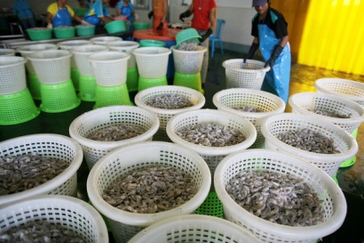 tôm thẻ chân trắng