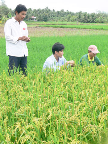 thăm đồng lúa