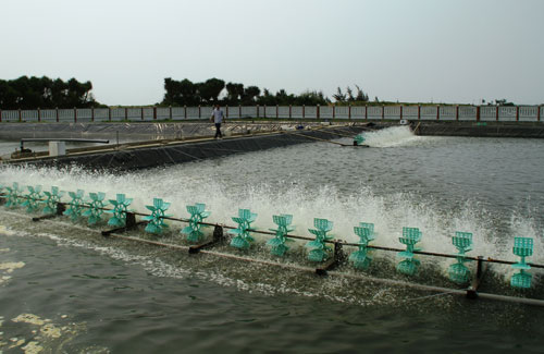 Phòng chống rét trong nuôi trồng thủy sản