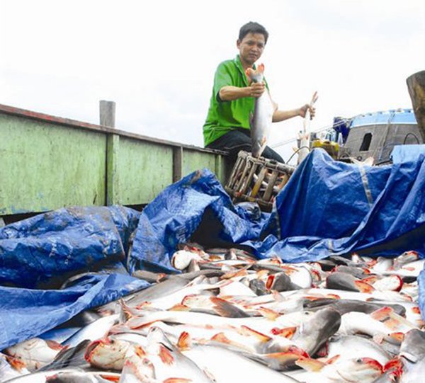 thanh tra cá da trơn