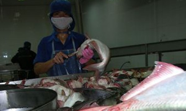 thi chế biến cá tra