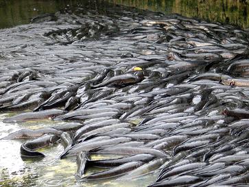 thi diem nuoi ca loc