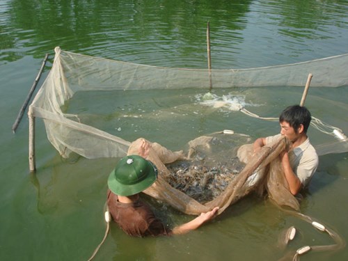 thị trường thủy sản VN