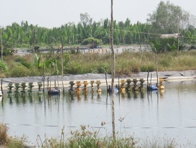 thiếu điện nuôi tôm