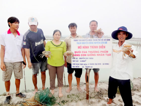 nuôi cua, nuôi cua Cần Giờ, khuyến nông