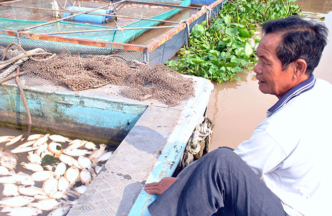 cá điêu hồng chết