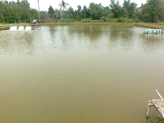 thời vụ thả tôm