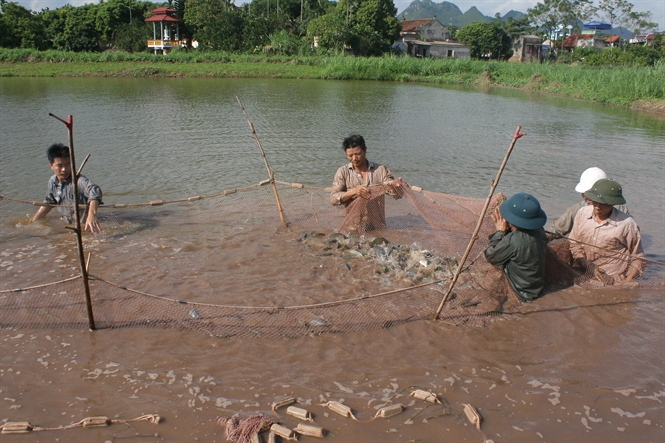 thu cá ngoài Hà thành