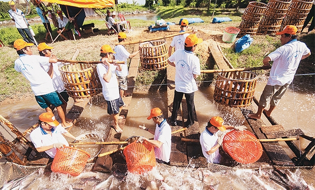 thu cá tra ở Vĩnh Long